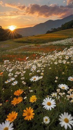 Sunset Wallpaper Mountain, Field Of Flowers Aesthetic Wallpaper, Flower Field Iphone Wallpaper, Pretty Nature Backgrounds, Open Flower Field, Field Background Nature, Field Of Flowers Photography, Sunsets On A Farm, Netherlands Flower Field