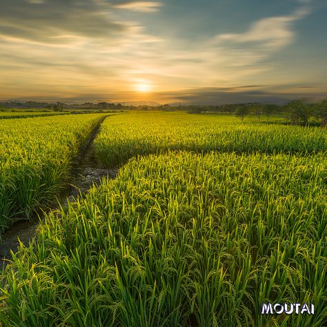 In June, the wheat field is green. The high-quality wheat is the basis for the Moutai. #MoutaiDiscover Wheat Field, Guilin, Wheat Fields, Photo Nature, Wheat, High Quality, Green, Quick Saves, Nature