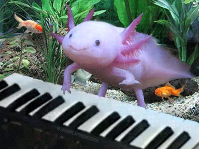 AXOLOTL PARTY TIME. | Community Post: 10 Axolotls Who Might Be Having A Better Day Than You Weird Keyboard, Axolotl Cute, Weird Gif, Cute Creatures, An Animal, Cute Little Animals, Exotic Pets, Sea Animals, Amphibians