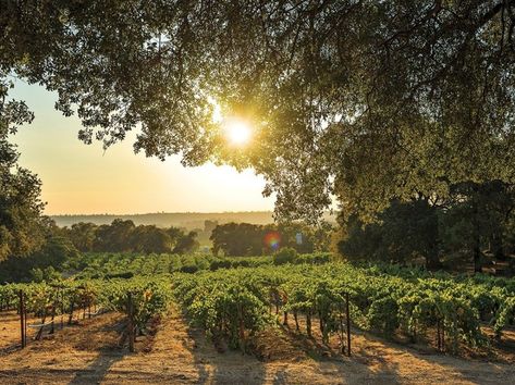 10 Essential Wineries to Visit in Amador County California • Winetraveler Amador County California, California Regions, Amador County, Winery Tasting Room, Nevada Mountains, Winery Tours, Shenandoah Valley, Pinot Grigio, Zinfandel