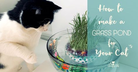 Water Bowl Planter, Diy Jouet Pour Chat, Catnip Plant, Inside Cat, Fun Planters, Chat Diy, Purring Cat, Garden Boxes Diy, Cat Water Bowl