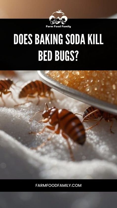 Does Baking Soda Kill Bed Bugs: Examining the Efficacy 6 How To Kill Bed Bugs, Get Rid Of Bed Bugs Fast Diy, What Kills Bed Bugs, Bug Infestation, Pest Repellent, Kill Bed Bugs, Rid Of Bed Bugs, Natural Pesticides, Bug Control