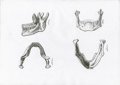 jaw bone Jaw Bone Tattoo, Jaw Drawing, Bone Drawing, Bone Tattoos, Sketchbook Inspo, Anatomy Sketches, Jaw Bone, Skull Drawing, Baby Tattoos