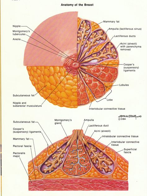 female-human-breast-anatomy-anatomy-of-the-finger-download Breast Anatomy, Female Reproductive System Anatomy, Human Body Vocabulary, Basic Anatomy And Physiology, Mammary Gland, Female Reproductive System, Human Body Anatomy, Illustration Techniques, Medical School Studying