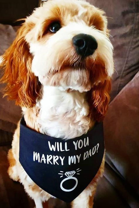 Unique Proposal Ideas For Unforgettable Pop The Question ★ #engagementring #proposal Pumpkin Proposal, Beach Proposal Ideas, Dog Proposal, Unique Proposal Ideas, Romantic Proposal Ideas, Wedding By The Water, Cute Proposal Ideas, Cute Proposal, Wedding Proposal Ideas