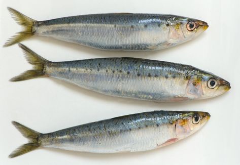 Behind the Scenes of a Sardine Cannery in Douarnenez. #WatercolorArt
#WatercolorInspiration #WatercolorLove
#WatercolorTutorial #WatercolorTips Sardine Photography, Sardines Illustration, Future Illustration, Sea Creatures Art, Fish Illustration, Fish Drawings, Phish, Ap Art, Fish Painting