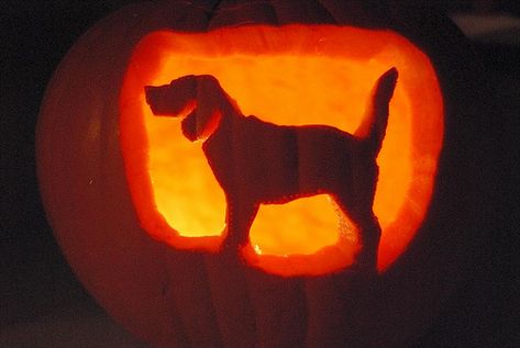 Dog Carved Pumpkins Ideas, Cute Dog Pumpkin Carving Ideas, Pumpkin Carving Dog Ideas, Pumpkin Carving Ideas Dog, Puppy Pumpkin Carving, Pumpkin Carving Dog, Dog Pumpkin Carving Ideas, Dog Pumpkin Carving, Pumpkin Carving Games