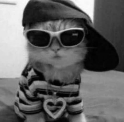 Meme Chat, Gatos Cool, Black Cat Aesthetic, Cat Profile, Funny Cat Wallpaper, Image Swag, Silly Cats Pictures, Cute Cat Wallpaper