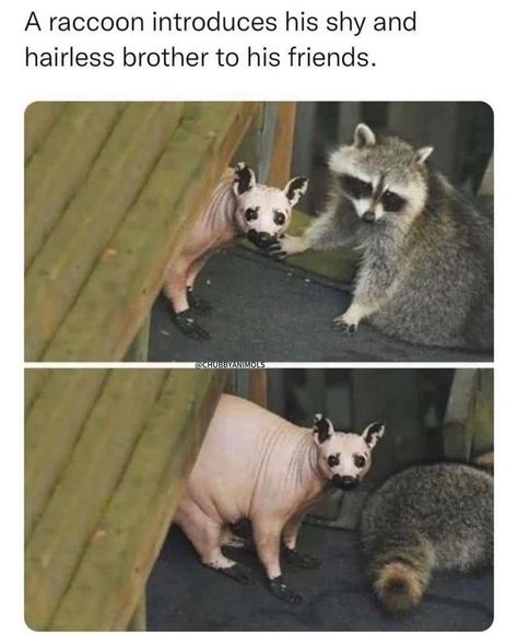 Trash Panda, Pretty Animals, Funny Animal Jokes, Animal Facts, Silly Animals, Racoon, Funny Animal Memes, Cute Animal Photos, Animal Jokes