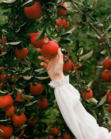 Blessed Mary, Apple Farm, Fruit Picking, Fall Session, Mary Oliver, Fall Apples, Apple Picking, Get Outdoors, Anne Of Green Gables