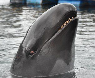 this is Kina a false killer whale dolphin family False Killer Whale, Whale Video, Underwater Environment, Whale Pictures, I Do Not Care, Dolphin Family, Sea Mammal, Sea Slugs, Life Dreams