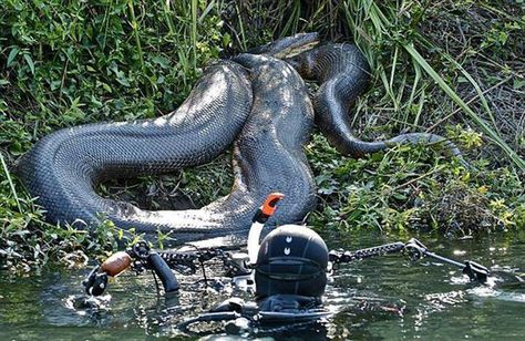 26ft Anaconda Giant Anaconda, Anaconda Snake, Giant Snake, Largest Snake, King Cobra, Unbelievable Facts, Crocodiles, Reptiles And Amphibians, Black Mamba