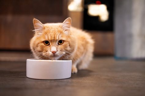 Homemade Cat Food for Cats With Struvite Crystals Homemade Urinary Cat Food, Food For Cats, Raw Cat Food Recipes, Homemade Cat Food, Homemade Cat, Dry Cat Food, Cat Food, For Cats, Hot Rod