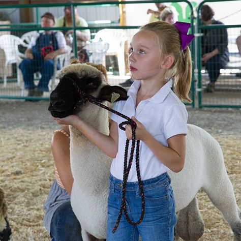 4h Lamb Projects, Lamb Showing Tips, Show Sheep Tips, 4h Sheep Project Lamb, Show Lambs Tips, Sheep Showmanship, Showing Lambs, Lamb Showing, Show Lambs