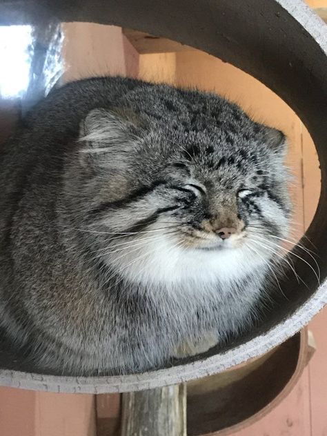 Manul Cat, Cutest Animals On Earth, Bodega Cat, Small Wild Cats, Pallas's Cat, Cat Emoji, Pet Kitten, Cute Animal Drawings Kawaii, Feral Cats