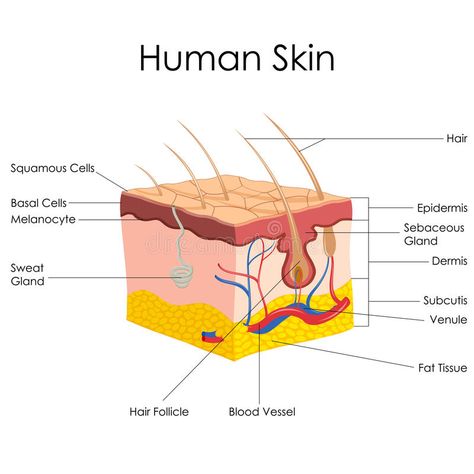 Human Skin Anatomy. Vector illustration of diagram of human skin anatomy , #Sponsored, #Anatomy, #Vector, #Human, #Skin, #illustration #ad Skin Structure Anatomy, Skin Anatomy, Integumentary System, Secret Hiding Places, Basal Cell, Skin Moles, Good Skin Tips, Sweat Gland, Skin Structure