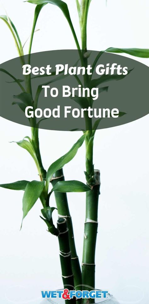 Dracaena Sanderiana, Evergreen Bush, Lucky Bamboo Plants, Rosemary Plant, Lucky Plant, New Years Traditions, Attracting Beneficial Insects, Lucky Bamboo, Culinary Herbs