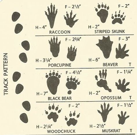 How to Track Animals or Humans - Sue Coletta on 'Inside the Mind of a Crime Writer' Skunk Tattoo, Ruffed Grouse, Woodland Party Decorations, Snowshoe Hare, Wild Foraging, Raccoon Art, Shadow Images, Pond Life, Animal Tracks