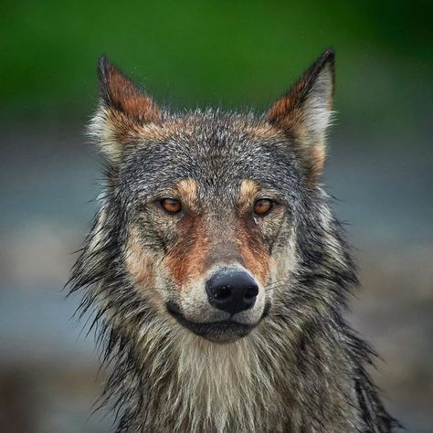 Vancouver Coastal Sea Wolf (Canis lupus crassodon) / Loup de Vancouver / Image by seaforthexpeditions (Tom McPherson) from instagram Wolf Poses, Speak Softly, Sea Wolf, Camping With Cats, North American Animals, Time Stands Still, Wolf Mask, Wolf Stuff, Canine Art