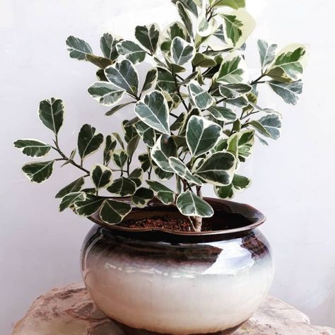 Ficus Triangularis, نباتات منزلية, Plants Are Friends, Gardening 101, Pretty Plants, Plant Mom, Plant Lady, Hi Guys, White Wall