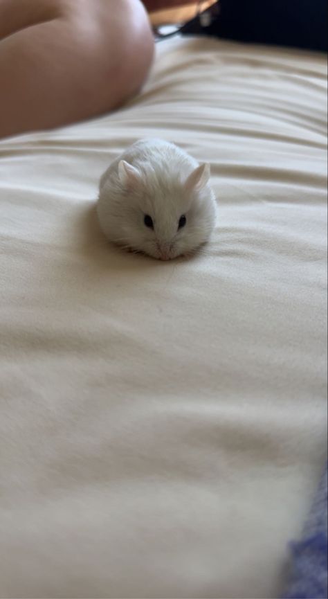 White Hamster Aesthetic, Hamster Wallpaper Aesthetic, Hamsters Aesthetic, Hamster Random, Hamster Aesthetic, Winter White Hamster, Hamster Wallpaper, Hamster Animal, White Hamster