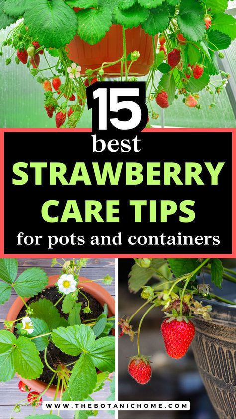 A vibrant backyard strawberry garden with lush strawberry beds and over the fence hanging planters full of ripe strawberries, showcasing the best way to grow strawberry plants. Garden Vegetable Patch, Potted Strawberry Plants, Fence Hanging Planters, Veggie Garden Design, Fast Growing Privacy Shrubs, Growing Strawberries In Containers, Small Garden Layout, Strawberries In Containers, Garden Front Of House