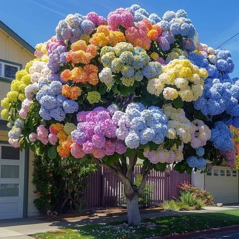 Caring For Hydrangeas, Hydrangea Tree, Farm Show, Elephant Ear Plant, Hydrangea Colors, Growing Hydrangeas, Hydrangea Garden, Hydrangea Macrophylla, Nothing But Flowers