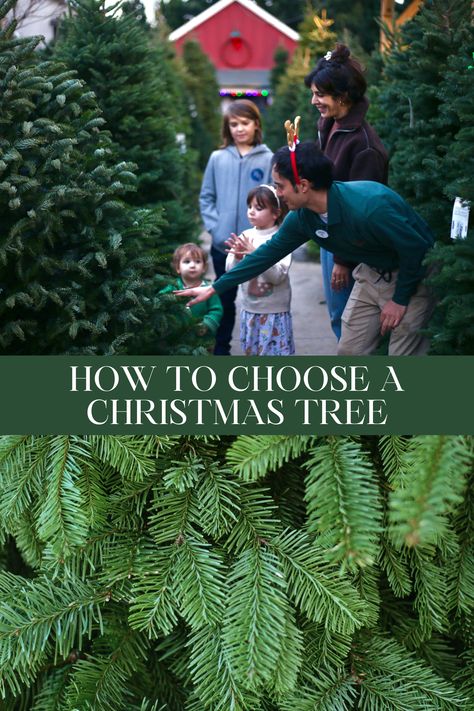 Real Christmas trees transform Christmas traditions into life-long memories. Here are our tips on choosing the one for you and your family. Real Christmas Trees, Real Christmas, Real Christmas Tree, Garden Guide, Make Memories, Christmas Traditions, Christmas Trees, Are You The One, Christmas Ideas