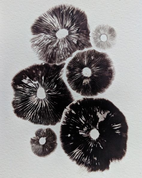 MushroomInBloom on Instagram: “My sweet neighbor picked these leratiomyces percevalii from her yard and gave them to me for spore prints! They were on the older side, but…” Mushroom Spores Art, Mushroom Spore Art, Mushroom Spore Print Art, Mushroom Illustration Art, Spore Print Art, Mycelium Tattoo, Mushroom Printing, Fungi Spores, Mushroom Spore Print