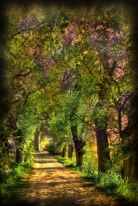 Magic forest | by Zu Sanchez Tree Tunnel, Learn Another Language, Andalusia Spain, Magic Forest, Cat Air, Tree Forest, Different Countries, Andalusia, Country Road