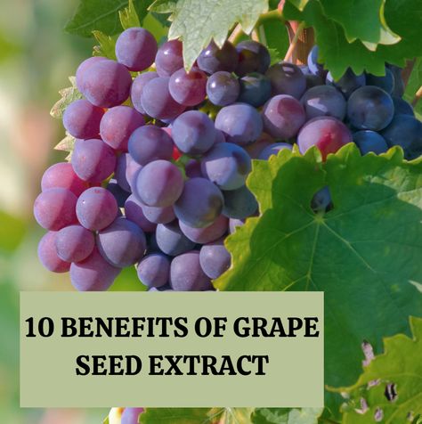 Grapeseed Extract Benefits, Grape Seed Extract Benefits, Grapes Benefits, Benefits Of Vitamin A, Medicinal Herbs Garden, Herbs Garden, Healthy Carbs, Blood Pressure Medications, Grape Seed Extract