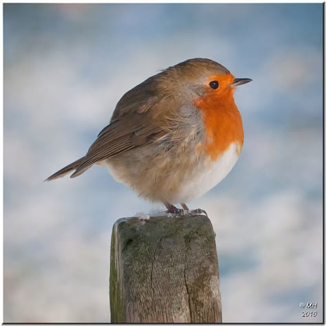 snowy feet in Windermere, England Fat Bird, European Robin, Robin Bird, Bird Pictures, Pretty Birds, Colorful Birds, Cute Birds, Little Birds, Small Birds