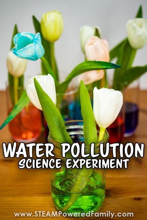 A simple experiment exploring the effects of water pollution on plants. Students learn about osmosis, pH and the scientific method. Perfect for Earth Day or as part of an Environmental Sciences study or a unit study on plants. Visit STEAMPoweredFamily.com for this and more science experiments for kids. Water Pollution Experiments For Kids, Water Pollution Science Fair Project, Earth Day Experiments, Water Pollution Experiment, Pollution Experiment, Water Filtration Experiment, Plant Science Fair Projects, Middle School Science Fair Projects, Environmental Science Projects