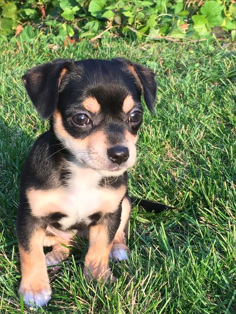 Cute Black and Tan Chihuahua. Pretty girl! Black Tan Chihuahua, Short Haired Chihuahua, Black Chihuahua, Brown Dog, Super Cute Animals, White Dogs, Black Spot, Cute Black, Black And Tan