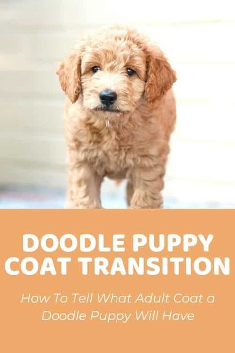 Golden Doodle Puppy Haircut, Mini Goldendoodle Haircut Styles, Teddy Bear Cut Goldendoodle, Puppy Doodle, Dogs Doodle, Feeding Puppy, Bo Diddley, Goldendoodle Haircuts, Puppy Schedule