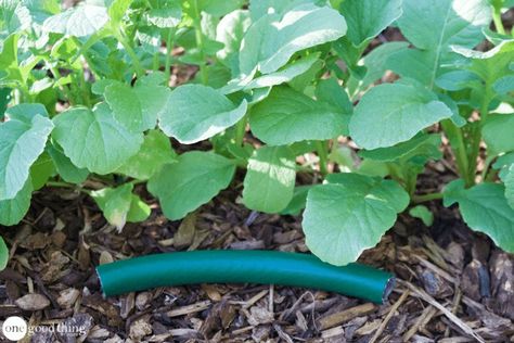 Recycled Garden Hose, Ikea Garden Furniture, Earwigs, Soaker Hose, Old Garden, Backyard Swings, Garden Herbs, Aesthetic Garden, Garden Hoses