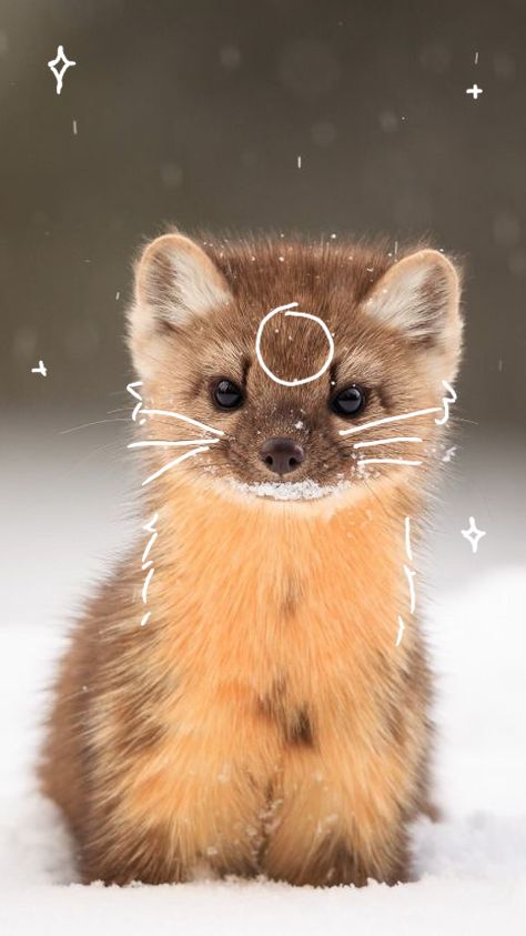 Therian pine marten cute aesthetic adorable doodle animal doodles drawings Cool Black Wallpaper, Pine Marten, Animal Outline, Mask Drawing, Doodles Drawings, Animal Doodles, Disney Collage, Silly Cats Pictures, Cat Mask