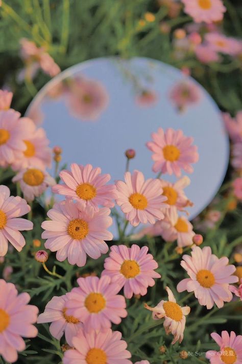 Pink Flowers, Mirror, Iphone, Yellow, Frame, Flowers, Floral, Pink