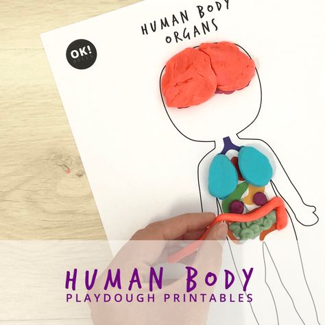 Playdough is an amazing tactile sensory learning tool that is totally understated. This free printable by Okdolls.com allows your child to copy the internal organs of a human to create a 3-dimensional learning tool. This free printable playdough sheet or mat is a great activity for many ages. Playdough Printables, Make Your Own Playdough, Human Body Printables, Free Human Body, Tactile Sensory, Human Body Science, Human Body Activities, Sensory Learning, Human Body Unit