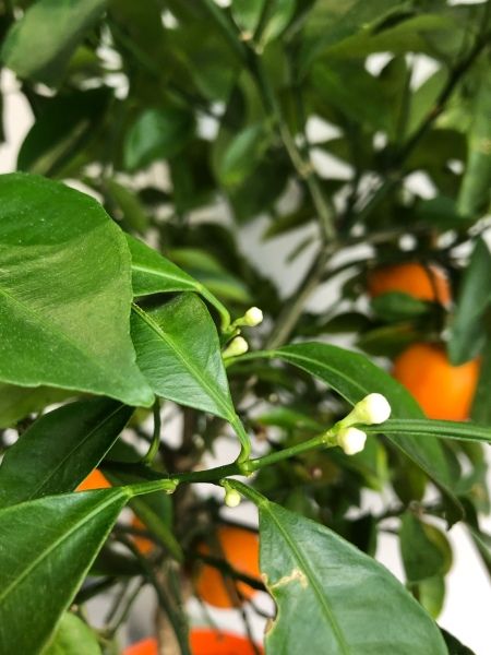 How To Care For Calamondin Tree Indoors – Our Little Chateau Calamondin Tree, Calamondin Orange Tree, Tangerine Tree, Citrus Tree, Citrus Plant, Fruit Picking, Strawberry Plants, Citrus Trees, Home Vegetable Garden