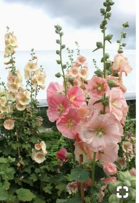 Truck Garden, Hollyhocks Flowers, Cottage Rose, Alpine Plants, Cottage Garden Design, Garden Types, Deco Floral, Window Boxes, Garden Flower