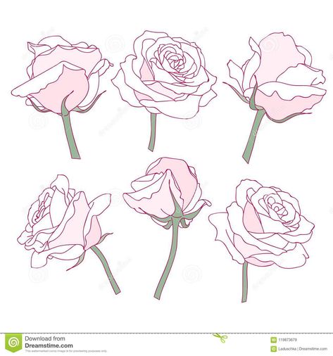 Rose Flowers Linear Graphic Drawing Stock Vector - Illustration of linear, tattoo: 119873679 Anime Rose Drawing, Roses Drawing Reference, Rose Flower Line Art, Vine Flowers Drawing, Rose Cartoon Drawing, Rose Reference Drawing, Flower Vines Drawings, Rose Drawing Reference, Rose Drawing Sketch