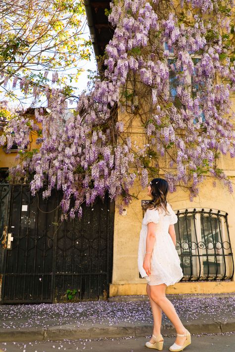 Wisteria photography inspiration for instagram #instagram #wisteria #inspiration Wisteria Photography, Photoshoot Inspiration, Wisteria, Photography Ideas, Photography Inspiration, Photography, Instagram