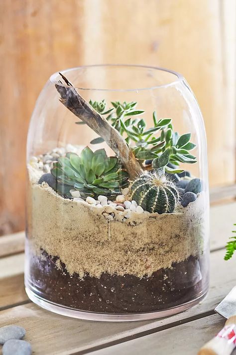 Domed Terrarium | Anthropologie Indoor Plant Aesthetic, Plant Organization, Mason Jar Plants, Flower Indoor, Open Terrariums, Indoor Plants Styling, Diy Succulent Terrarium, Indoor House Plants, Indoor Water Garden