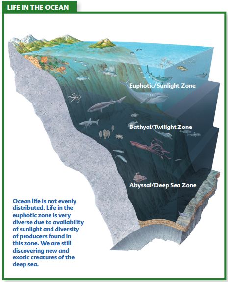 http://education.nationalgeographic.com/media/file/one-ocean-chapter3.pdf Ocean Zones, Indian History Facts, Ocean Depth, Earth Pictures, Marine Environment, Surface Water, Indian History, Marine Biology, Education Ideas