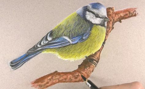 Draw A Bird, Adding Details, Bird Sketch, Texture Drawing, Drawing Lesson, Pencil Painting, Colored Pencil Techniques, Drawing Faces, Pastel Pencils