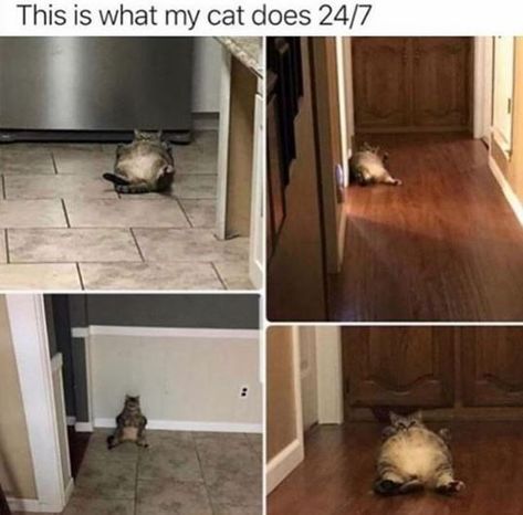 Happy Birthday Funny Cats, House Meme, Cheezburger Cat, Mean Cat, Funny Cat Memes, Fat Cats, Love Memes, Funny Love, All About Cats