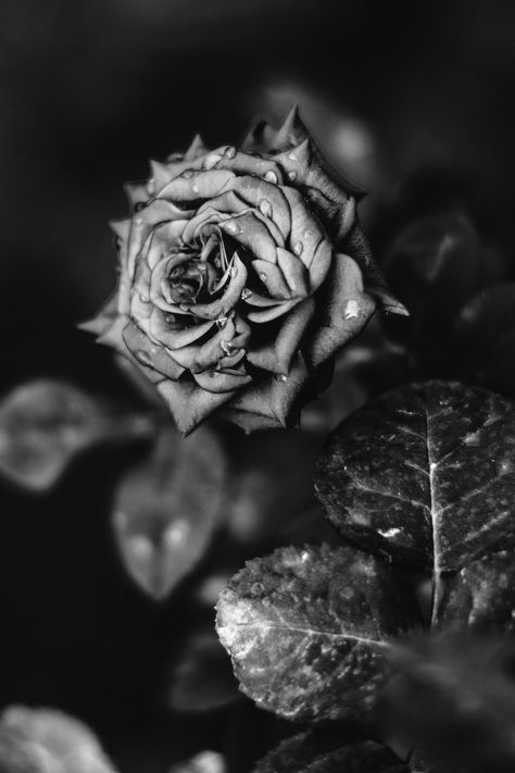 Five Secrets to Better Black & White Images | Contrastly Cool Black Wallpaper, Black And White Photo Wall, White Pictures, Flower Iphone Wallpaper, White Images, Black And White Film, Flowers For You, Types Of Photography, Black N White Images