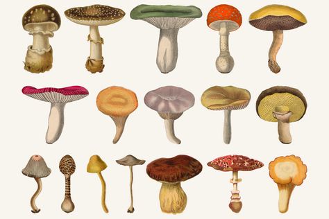 Mushroom Png, Mushroom Illustrations, Collage Creator, Botanical Illustration Vintage, Png Vintage, Branding Projects, Vintage Mushroom, Vintage Collage, Nature Inspired Design