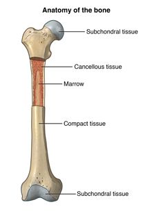 Anatomy of a bone, showing the subchondral tissue, marrow, cancellous tissue, and compact tissue. Sesamoid Bone, Draw Video, Spinal Fluid, Abnormal Cells, Bone Fracture, Radiation Exposure, Spinal Nerve, Tissue Types, Cerebrospinal Fluid